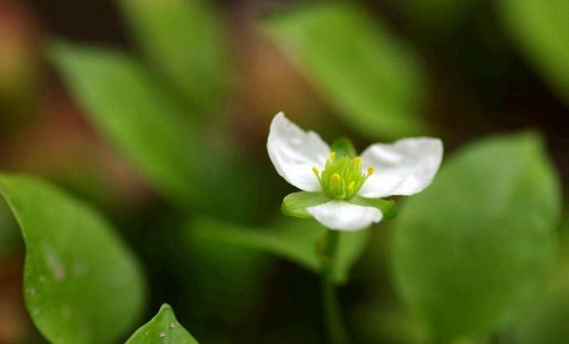 国家一级保护植物有哪些「国家一级保护植物有哪些 名单」